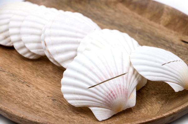 White Scallop Shell Place Card Holders